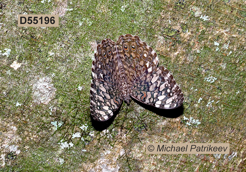 Pale Cracker (Hamadryas amphichloe)